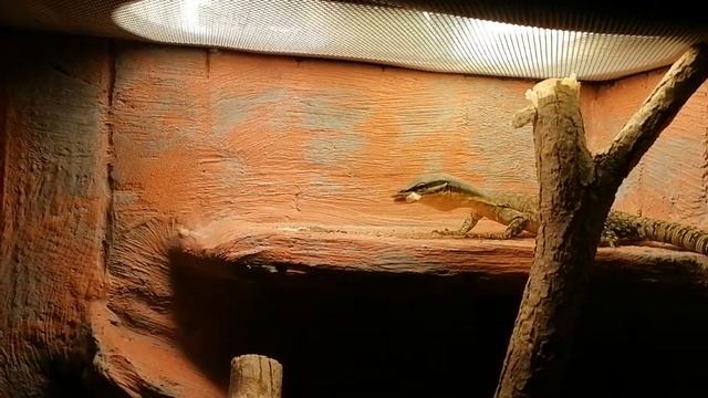 Kimberly Rock Monitor, Varanus Glauerti