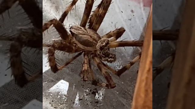 Вот такой паук жил у нас на балконе неделю наверное, а потом нашла его высохшим! Он большой 🕷 смотреть онлайн
