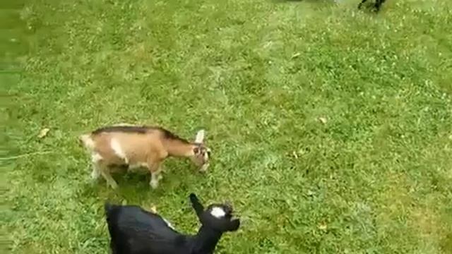 Бешеный козленок смотреть онлайн