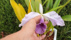 Deformed blooms again! WHY?? Cattleya C.G. Roebling deformed bloom, for the 2nd time #ninjaorchids