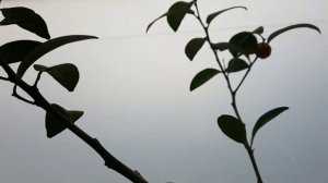 Цитрус Шикуваса. Дегустация первого плодоношения.