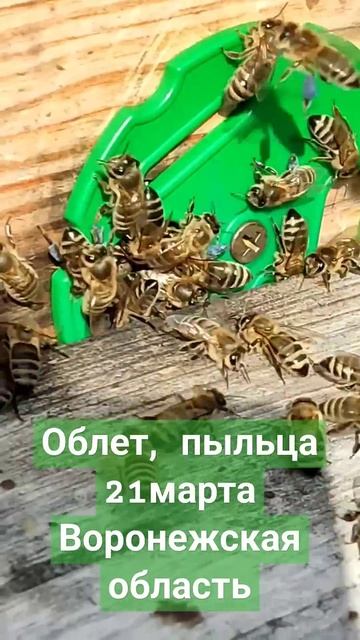Пыльца, облет, развитие. 21 марта 2025 г. #bee #beekeeper смотреть онлайн