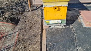 Ранне развитие пчел