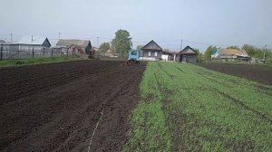 "Закрываем" картофель после посадки.