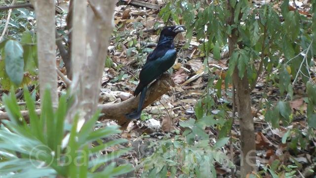 Hair-crested Drongo (Dicrurus hottentottus), Cambodia. 20160312_154956.m2ts смотреть онлайн