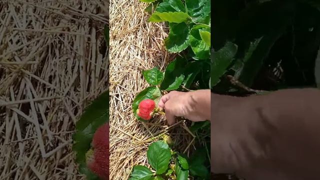 Сбор урожая 22.06.2022 сорт Азия