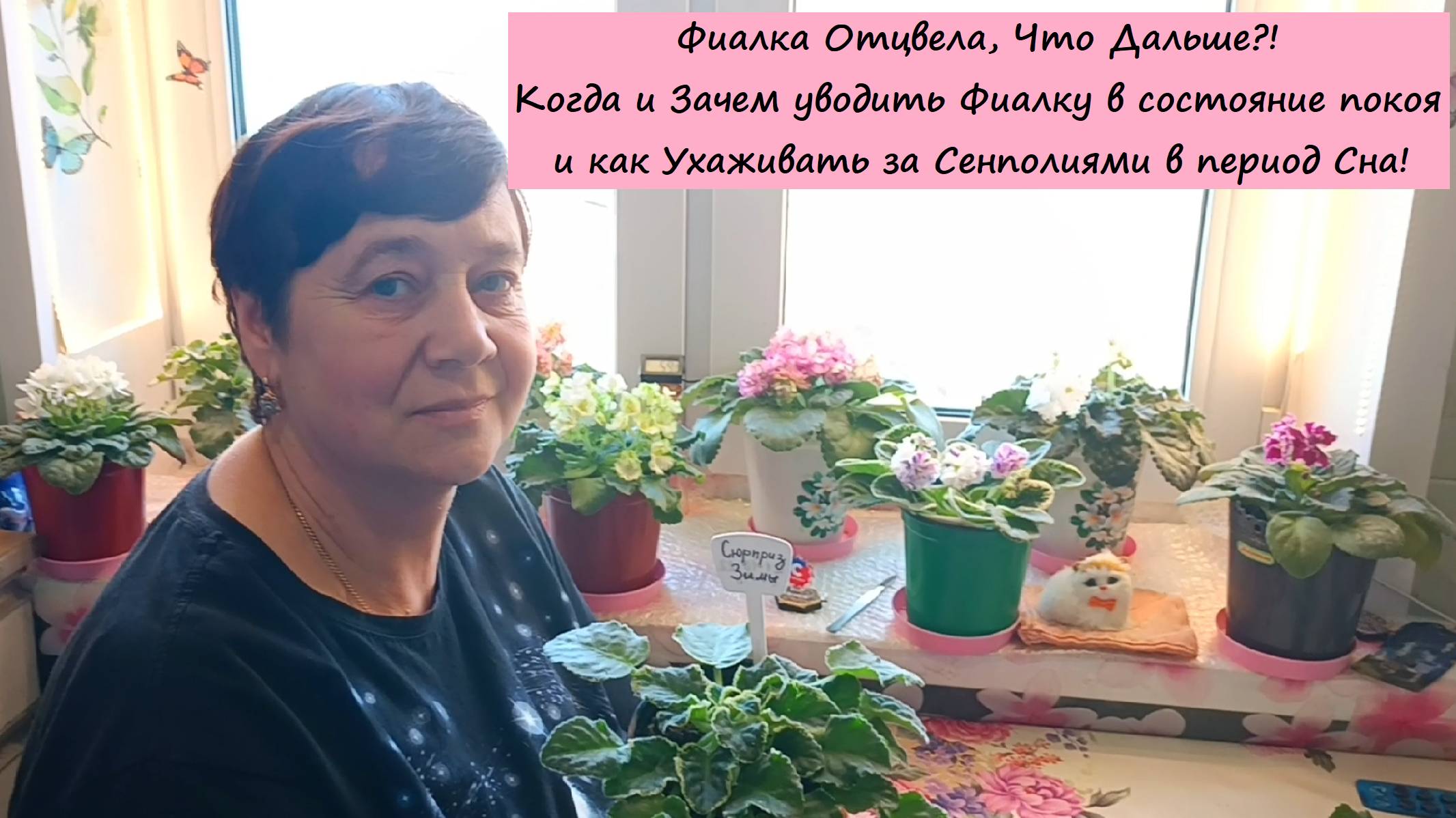 Фиалка Отцвела, Что Дальше! Когда и зачем уводить Фиалку в Состояние Покоя и как за ней Ухаживать!