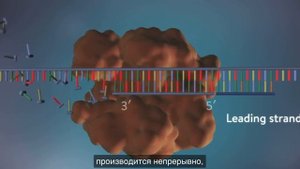 Репликация ДНК