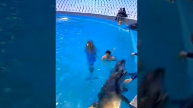 Дельфинотерапия смотреть онлайн