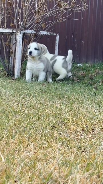 Щенки алабая 🔥щенки среднеазиатской овчарки из питомника .пит-к Таёжный Талисман,у нас есть щенки🏆 смотреть онлайн