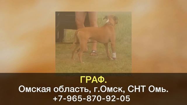 Пропала собака! ГРАФ. Омская область, г.Омск. смотреть онлайн