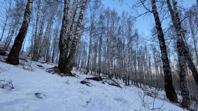 Вечерняя прогулка с собакой