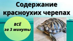 Содержание красноухих черепах