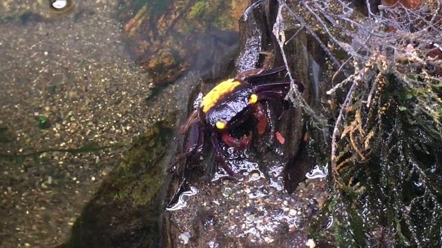 Geosesarma Hagen 'Red Devil' смотреть онлайн