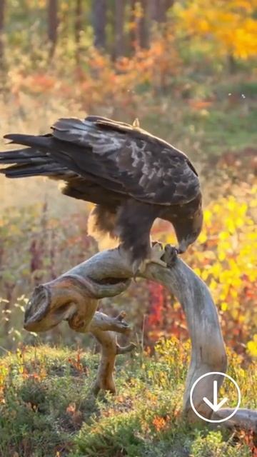 Golden Eagle's eating#shorts смотреть онлайн