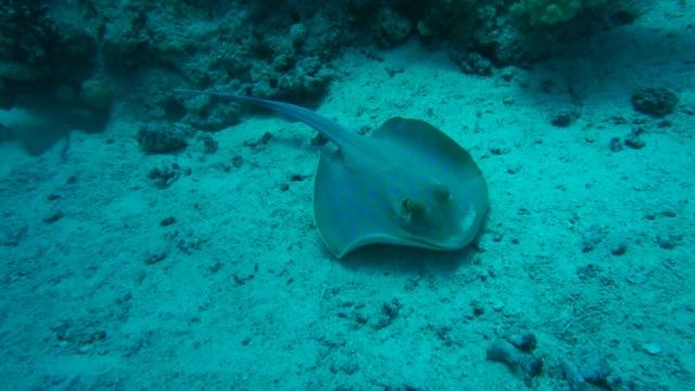 Красное море. Скат.