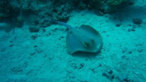 Красное море. Скат.