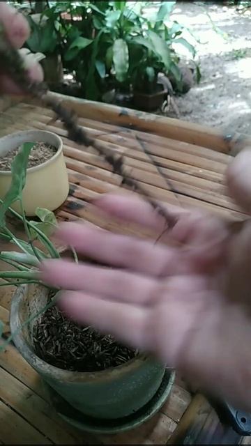 Mini Pixie syngonium propagation: the correct and easy way / #shorts