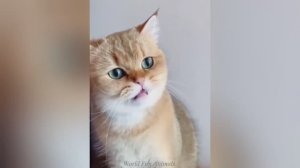 Смешные видео С ЖИВОТНЫМИ 😊 Самые смешные КОШКИ😺 и СОБАКИ🐶