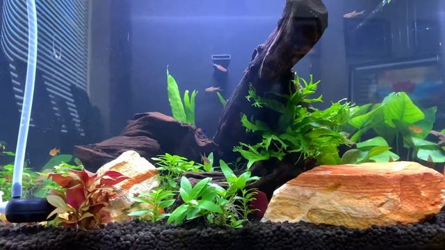 Ember Tetras...how hardy are they? смотреть онлайн