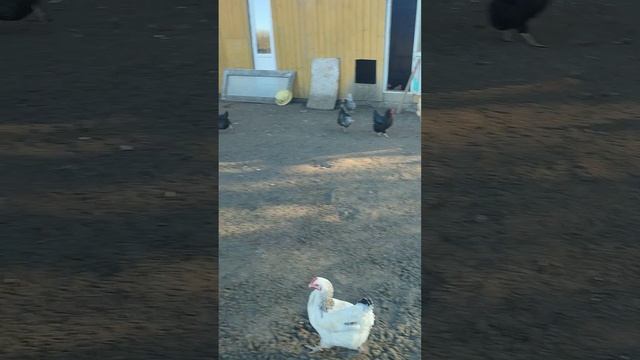 Доброе воскресное утро из деревни🏠 вместе с рыжим котом Фоксом 🐱 хозяюшкой Лапой, курочками🐔