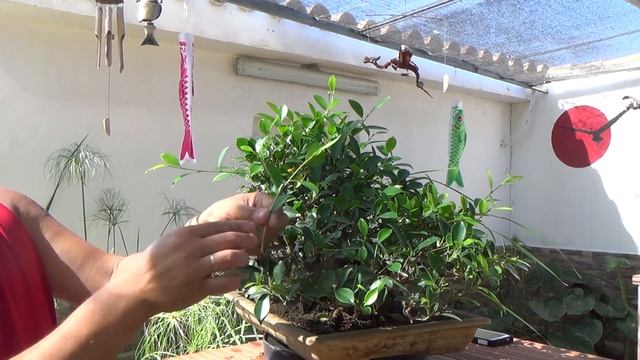 Ficus microcarpa var tiger bark - refinado Taiwan