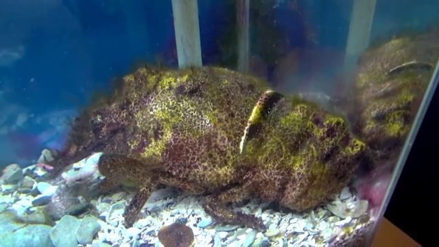 コブセミエビ　　Slipper lobster　Scyllarides haanii смотреть онлайн