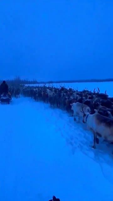 Пастухи оленеводы умело подгоняют домашних оленей, которые спокойно бегут друг за другом.