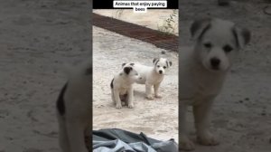 Познакомились с пчелой