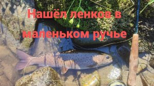 Нашёл ленков в маленьком ручье