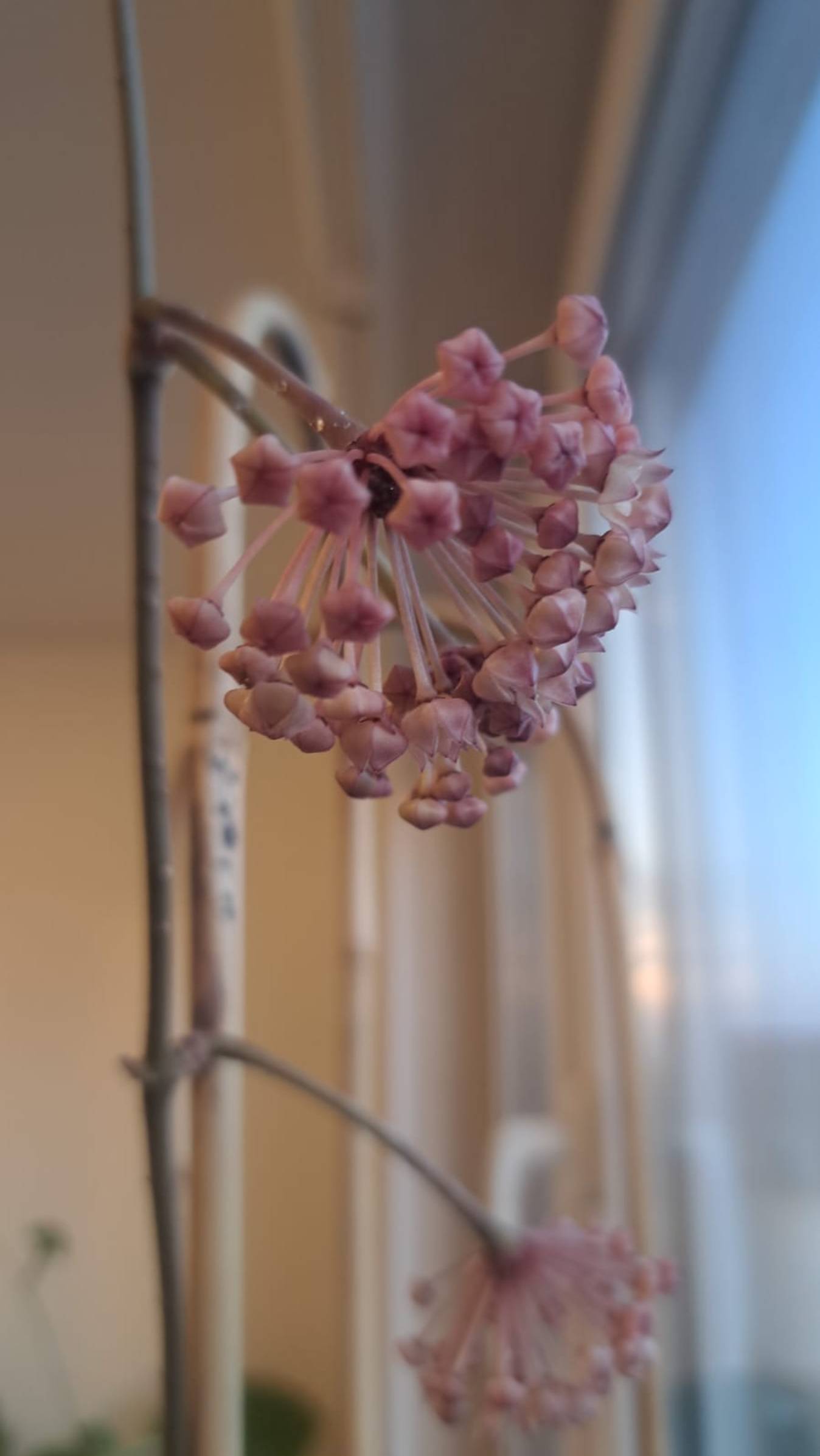 Хойя Макрофилла Альба бутоны смотреть онлайн