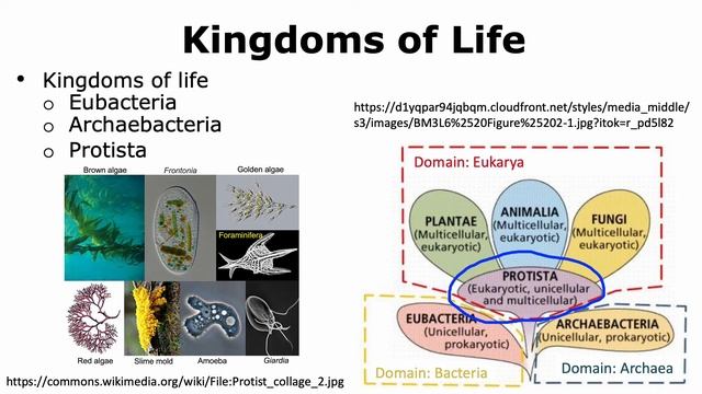 Introduction to life: Diversity of life смотреть онлайн