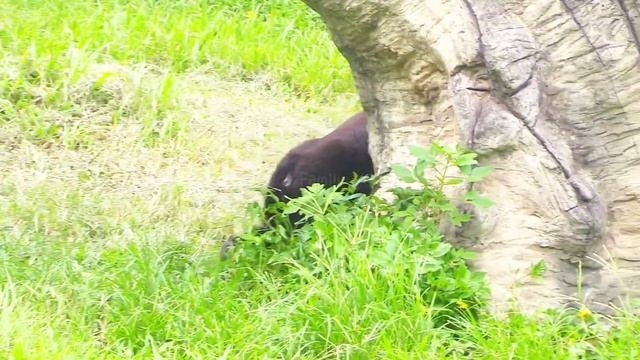 賈霸里倒出很多葵花籽😆🤣💦#Djeeco#ゴリラ#迪亞哥#金剛猩猩#taipeizoo #gorilla #台北市立動物園20240802#4