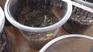 Помидоры взошли через четыре дня