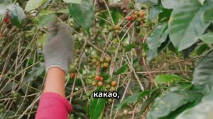 15 потрясающих фактов о Камеруне_ самой уникальной стране в мире - Документальны