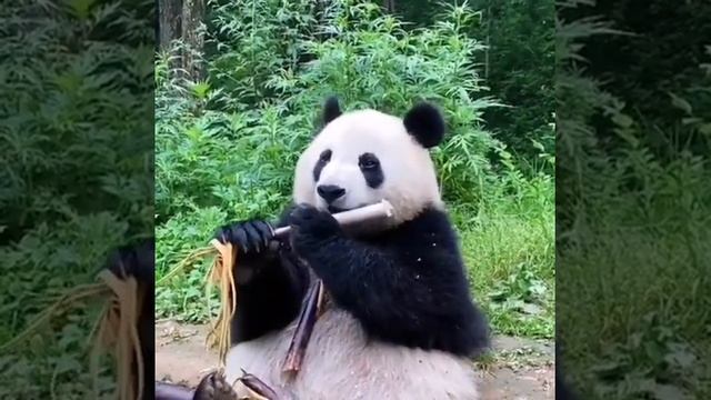 Панда кушает смотреть онлайн