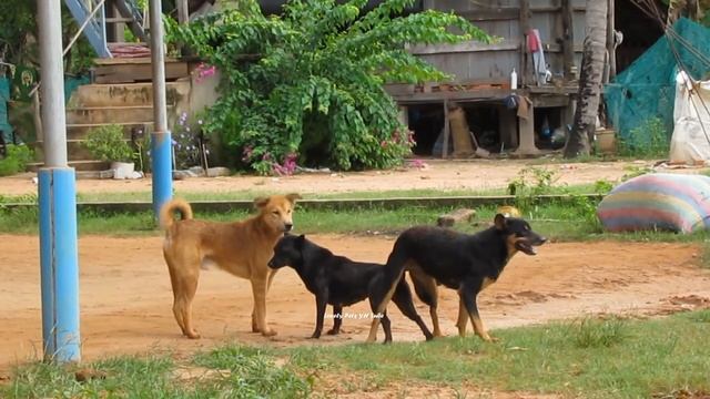 Dog Mating Harder   Dogs Breeding And Get Stuck    Lovely Pets
