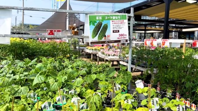 Готовлю рыбу ФУГУ и уборка сада. Реалистичная рутина нашей жизни в Японии смотреть онлайн