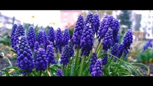 Жестокая романтика. Весенние цветы под снегом.