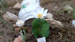 Сангвинария канадская/Кровавый корень Сорта моей коллекции. Посадка и уход. Почему кровавый корень?