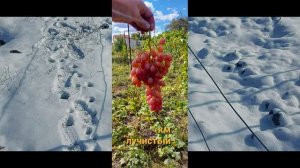 Лучшие сорта винограда