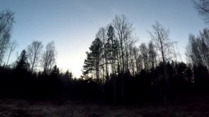 ВЕСЕННЯЯ ТЯГА ВАЛЬДШНЕПА ДО ОТКРЫТИЯ ОХОТЫ!