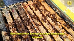 Результат зимовки пчёл под снегом в пеноуликах