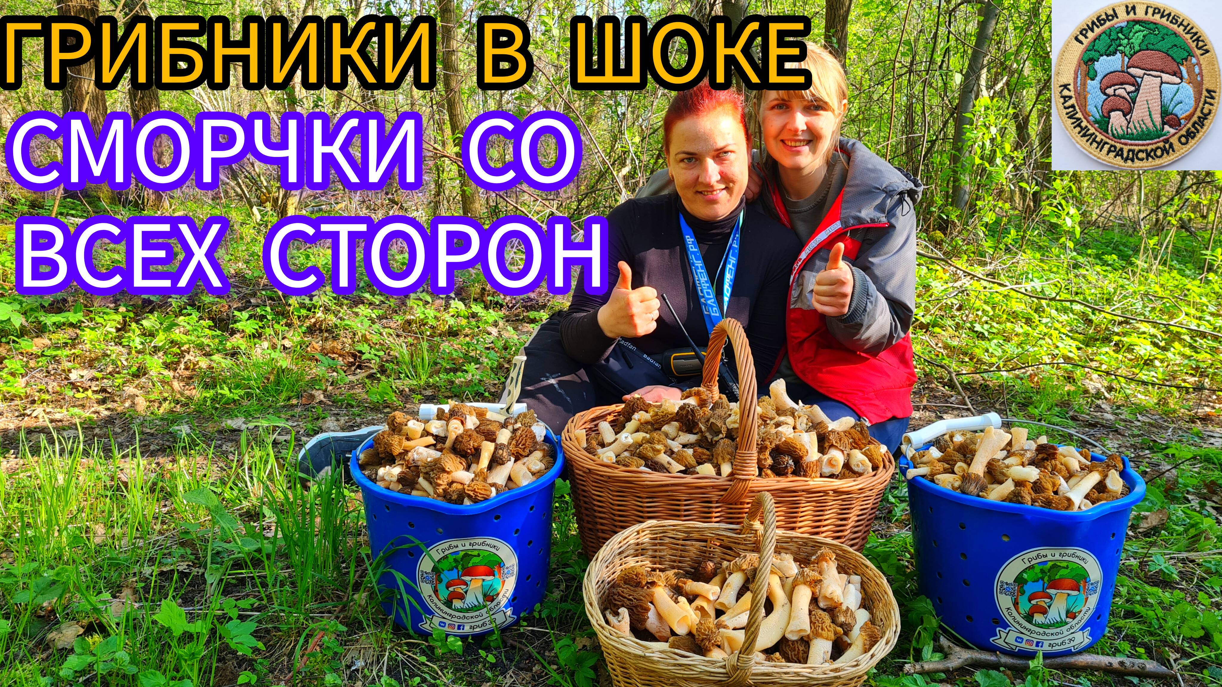 ГРИБНИКИ и ПОЛНЫЕ КОРЗИНЫ  Что можно набрать в лесу весной