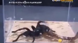 Тарантул против сколопендры