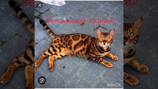 Бенгальская кошка и леопард