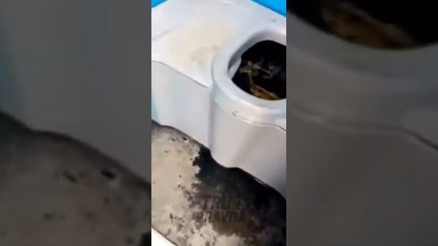 Спрятался в биотуалете. смотреть онлайн