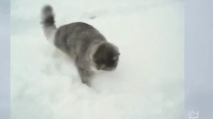 забавная зимняя подборка с котиками #мило #юмор #коты #кошки