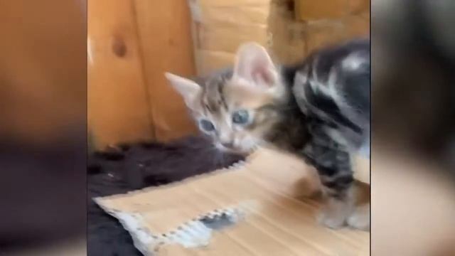 🐶🐱Лучшие приколы с животными #2. Приколы с кошками, собаками и другими животными. Смех до слез😂 смотреть онлайн