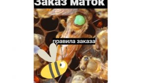 правило приемки заказов маток Ф1 бакфаст на 2025 год #пчеловодство